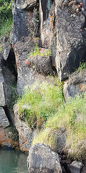 Natural rocky and grassy environment for bees.
